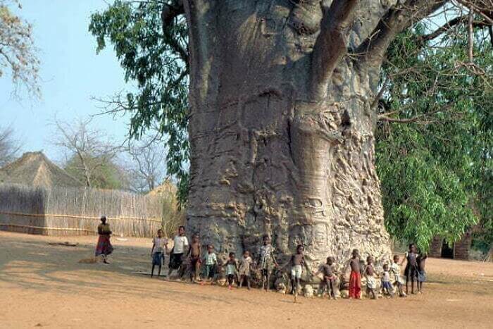 Cet énorme baobab