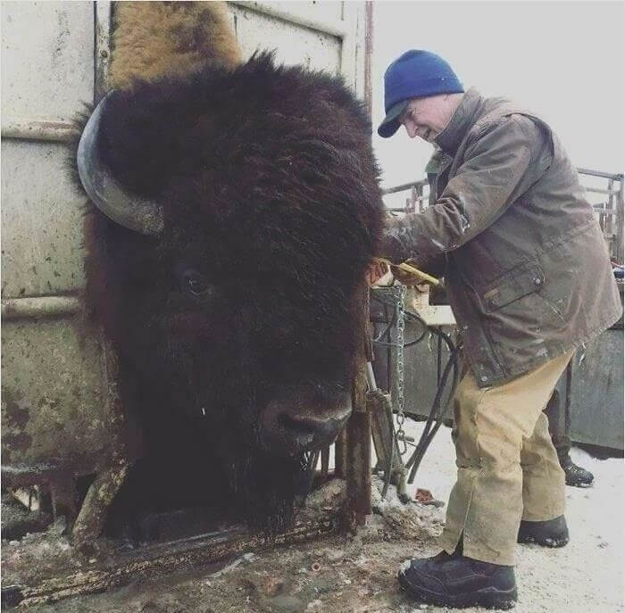 Un bison au cœur de l'Amérique